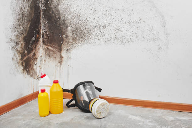 Best Attic Mold Remediation in Garden Ridge, TX