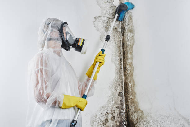 Best Residential Mold Remediation in Garden Ridge, TX