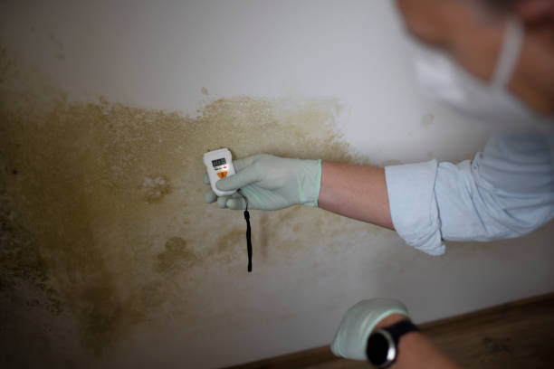 Best Health and Safety Mold Remediation in Garden Ridge, TX