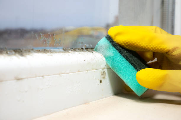Best HVAC Mold Remediation in Garden Ridge, TX