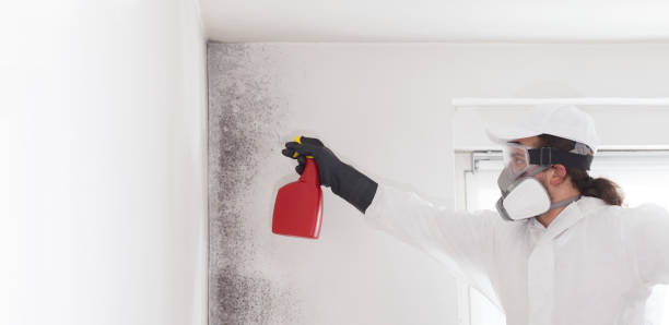 Best Emergency Mold Remediation in Garden Ridge, TX