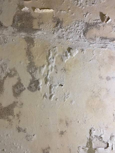 Best Mold Remediation for Specific Building Types in Garden Ridge, TX