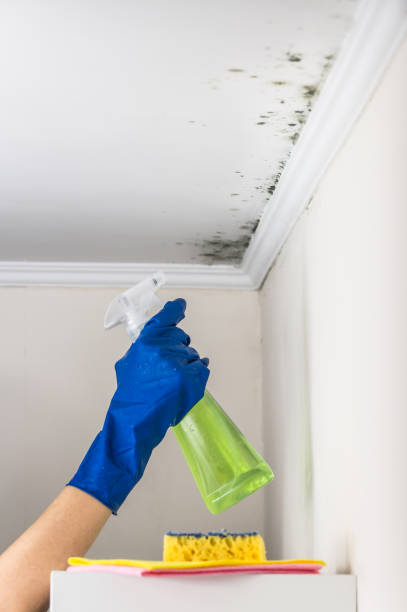 Best Basement Mold Remediation in Garden Ridge, TX